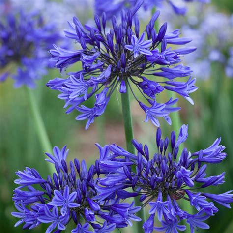 midknight blue agapanthus